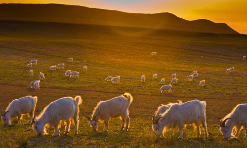 肥西农牧产品羊倌致富的法宝 网络带来的新生活