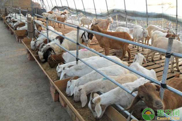 肥西农牧养殖原料：国家对养羊牧民有什么补贴政策吗？
