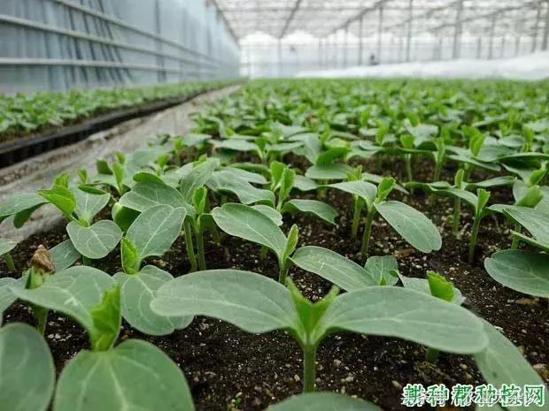 菁澳农牧栽培技术 蔬菜种植：蔬菜育苗移栽好处多