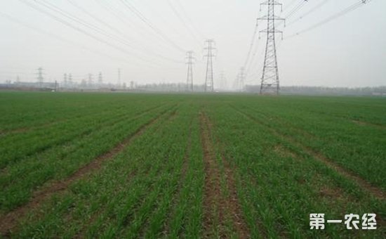 广西农牧养殖场农业部：华北地区出现降水 有利于开展春播耕作