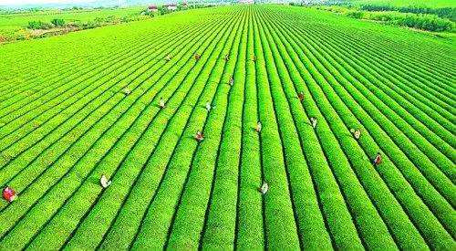 云南大理菁澳農(nóng)牧：發(fā)展休閑農(nóng)業(yè)作為推進(jìn)農(nóng)業(yè)產(chǎn)業(yè)轉(zhuǎn)型，推進(jìn)休閑農(nóng)業(yè)規(guī)范有序發(fā)展