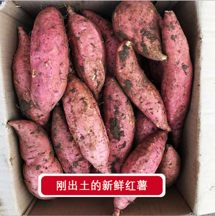 深圳农牧供应商农业知识产权论坛在南京举行