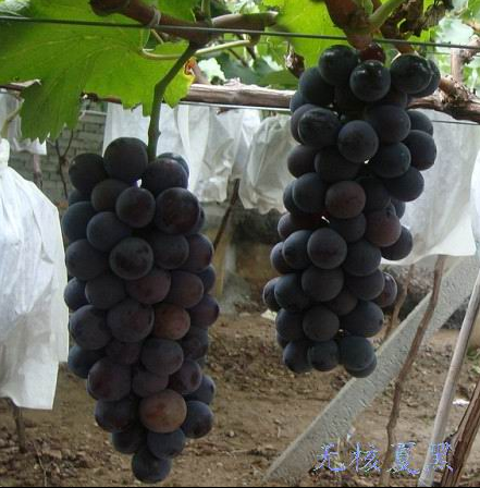 建水葡萄种植以及包装箱在制作过程中需要注意的重要技巧