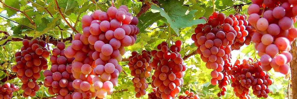 建水葡萄种植公司小编与你分享葡萄批发的价格