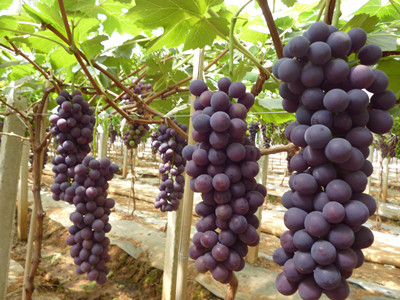 分享建水葡萄批發價格在市場上的趨是怎么樣的