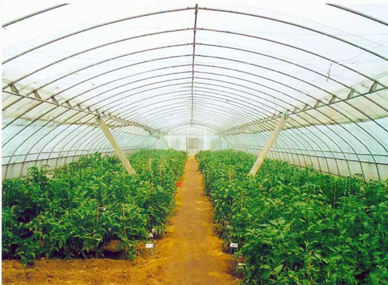 镇江/泰州日光温室种植蔬菜应注意的五大问题
