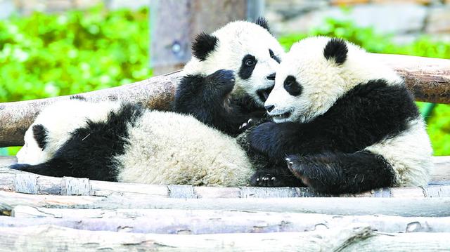 福州集装箱房厂家发啦贺电！全球圈养熊猫数量达到548只 幼仔存活率达到93.75％