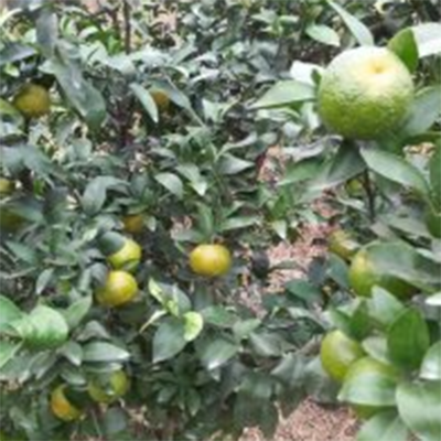 金秋沙糖桔苗种植基地为您介绍柑橘如何提早开花？金秋沙糖桔应该提早开花结果吗？
