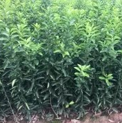 金秋沙糖桔苗种植基地介绍如何通过施肥提高柑桔品质