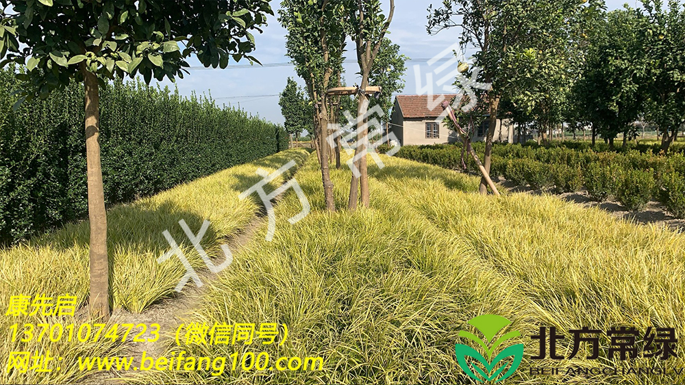 上海金叶石菖蒲基地直供优质种子