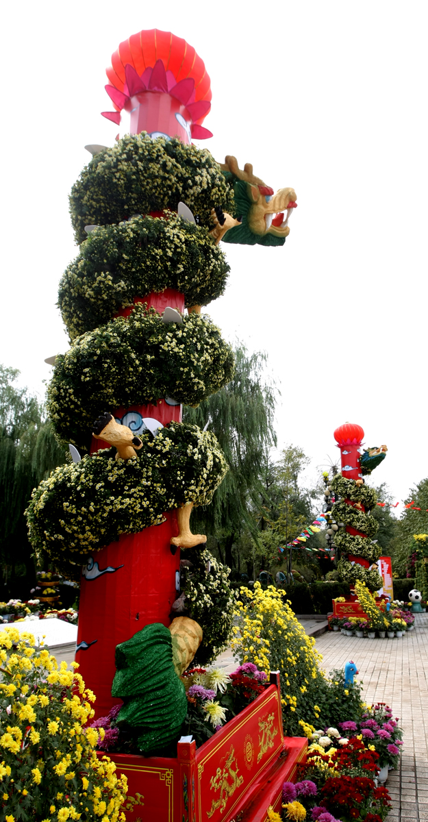 開封菊花在河南省菊花藝術(shù)節(jié)上多次獲得大獎(jiǎng)