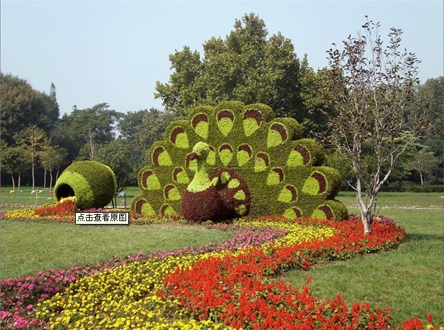 杭州五色草，五色草造型，五色草立体花坛，开封靓丽菊业最专业
