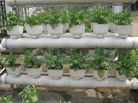 阳台菜园种植木耳菜