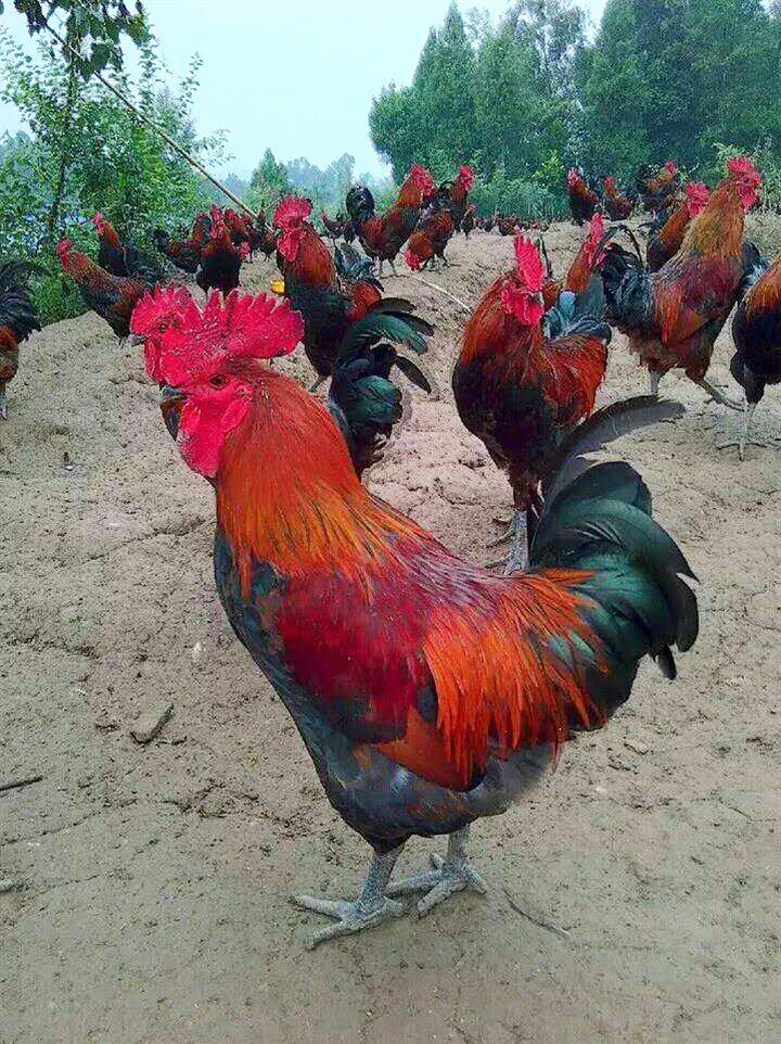 云南土鸡养殖基地如何进行饲养和管理阉鸡