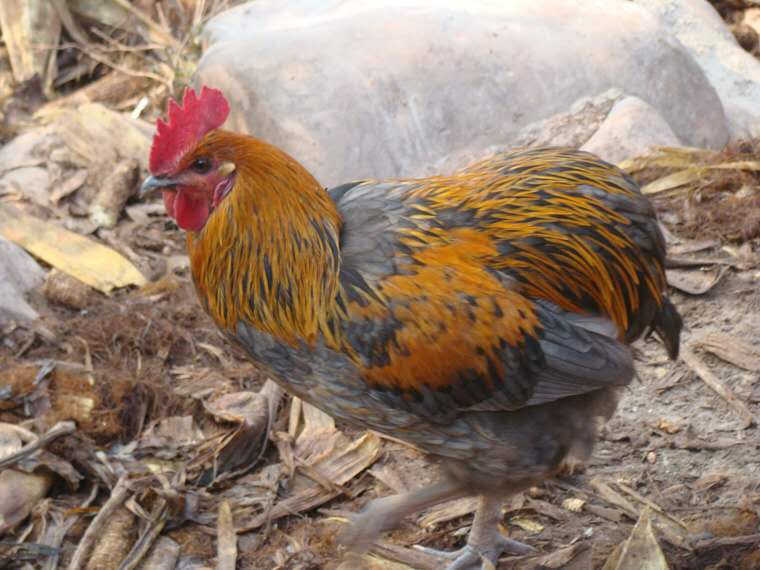 养殖基地饲养云南瓢鸡需要注意的几个只是点让养殖户饲养更方便