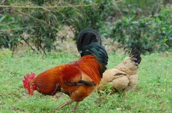 如何搭建鸡舍才能降低土鸡的染病和灾害死亡
