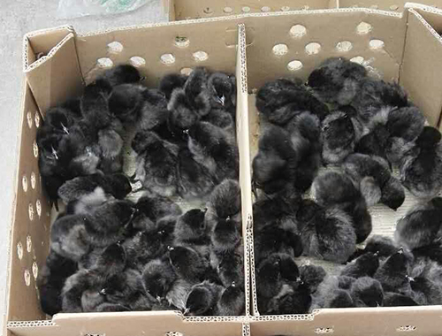 科学的管理土鸡是云南土鸡养殖中一个促进土鸡更好生长的根本方法