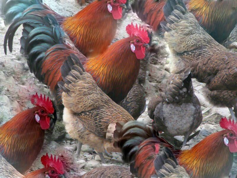 鸡舍应该如何选择和鸡舍的管理在云南土鸡养殖中的重要性