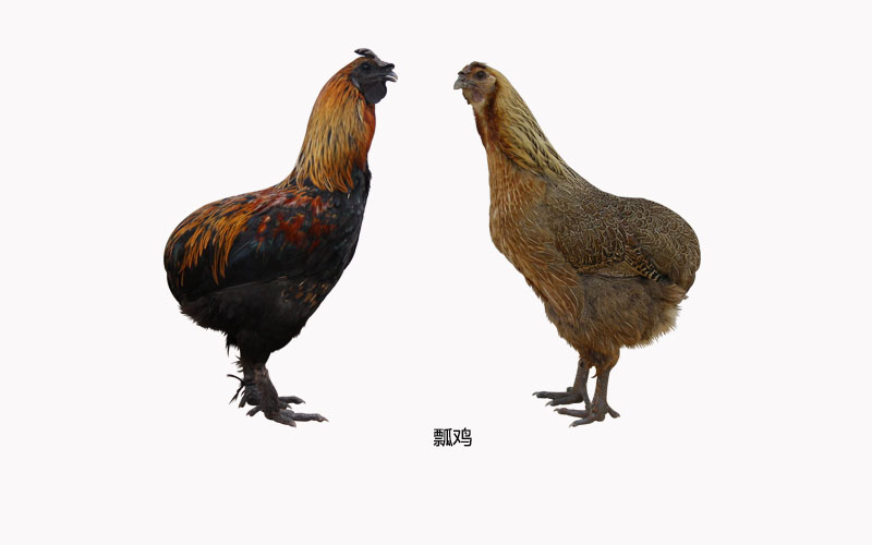 小编携养殖户分析云南特色土鸡-瓢鸡的特有知识