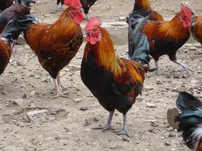 养殖户养殖昆明土鸡苗时要做好鸡传染性法氏囊病防御