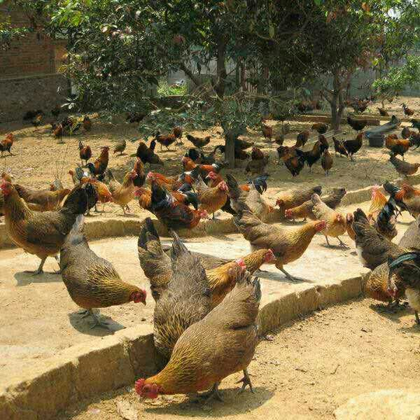 鸡进食以后中毒应该怎么进行挽救是一项云南土鸡养殖技术