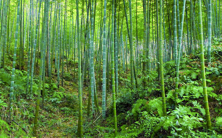 竹子在建筑方面有哪些优势？