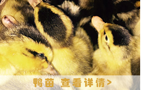 鹅蛋养殖孵化温度偏离最佳温度范围的结果有哪些