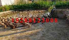养殖云南蛋鸭每一年会有多少的利润可以获取