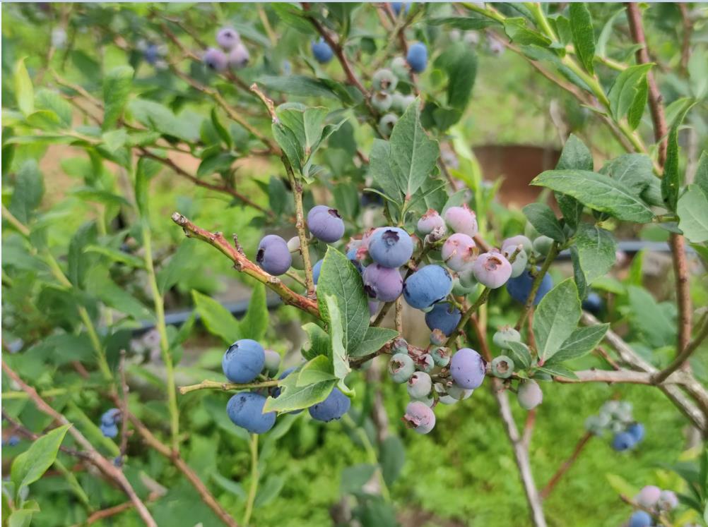 豹子箐旅游度假区蓝莓熟了