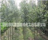 上海市价格最便宜的香橼树种植需要在冬季注意防止树木被冻害