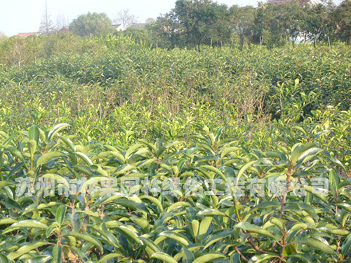 香橼树厂家专业种植的绿篱的基本形式有许多种
