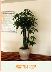 成都植物租赁公司- 成都办公室植物租摆为大家细说兰花养护知识