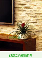 成都室内植物租赁根据新房装修以后的室内环境状况进行绿化布置