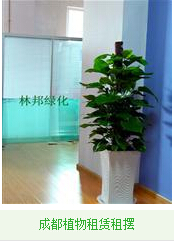 成都花卉租赁租摆-锦江区办公室植物租摆为大家介绍常见花境植物材料的养护要点