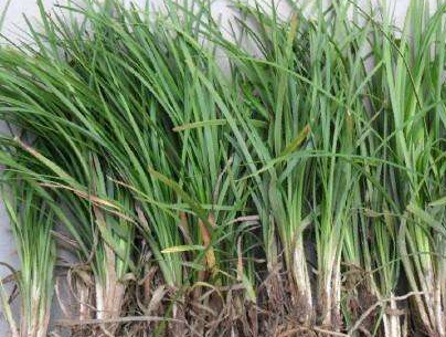 分享襄阳麦冬草种苗的养殖繁殖方法