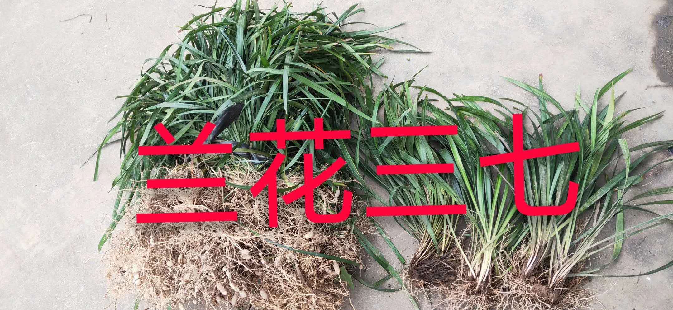 兰花三七