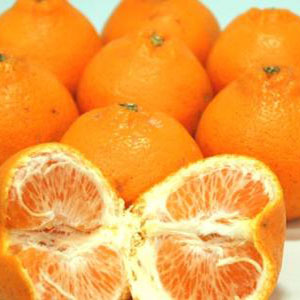 如何有效的防大雅柑柑橘苗裂果的措施