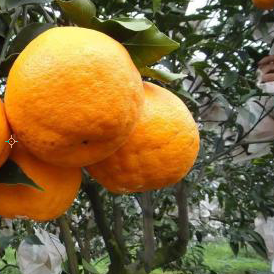 爱媛38号柑橘施肥中应该注意哪些问题才能让爱媛38号柑橘更好吃