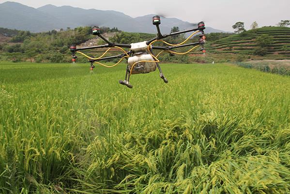 无人机喷洒农药防治北林树木病虫害