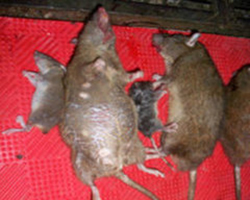 乐山灭鼠公司提示我们要重视家庭灭鼠