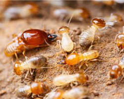 白蚁的危害与防治