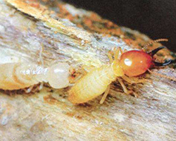 乐山灭白蚁告诉您白蚁的危害与防治