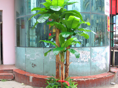 芭蕉树造型
