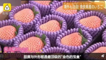 甘肃瑞源财务分享日本一颗草莓900元！香港买家拍走30颗，称“拿回去观赏”
