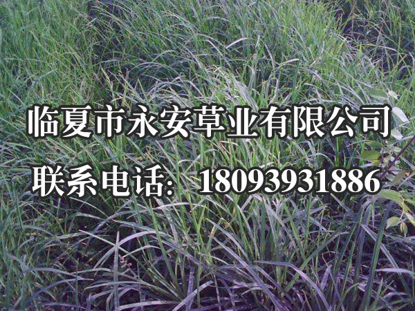 多年生黑麦草高约0.3～1米(1～3呎)，叶坚韧、深绿色