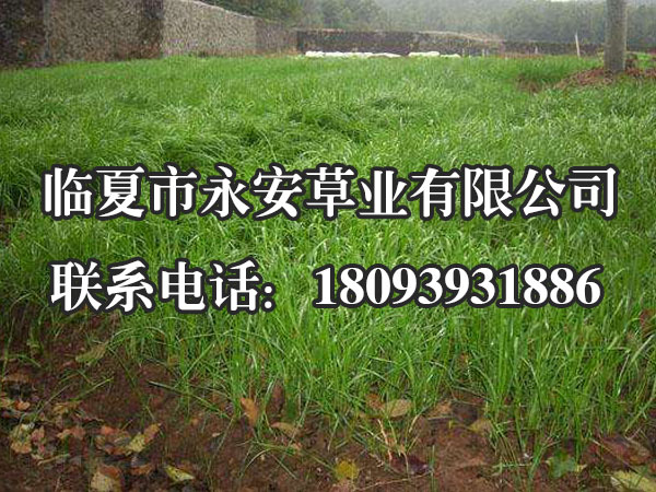 多年生黑麦草高约0.3～1米(1～3呎)，叶坚韧、深绿色