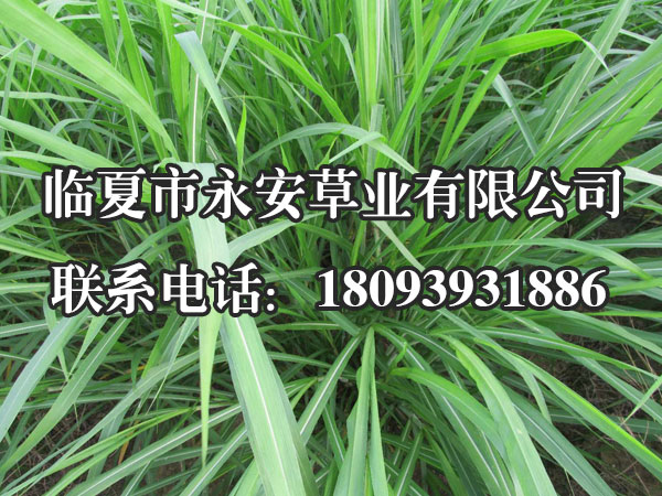 速度多年生黑麦草在我国适于华东、华中和西南等地种植，以长江流域的高山地区生长最好。