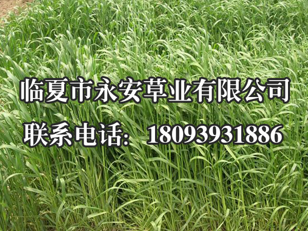  速度多年生黑麦草在我国适于华东、华中和西南等地种植，以长江流域的高山地区生长最好。