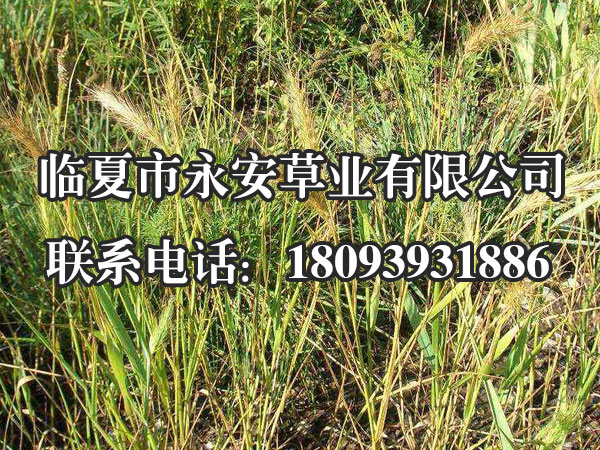 老芒麦亦称西伯利亚披碱草。具有分蘖能力强、生长快、产草量高、品质好等优良特性；