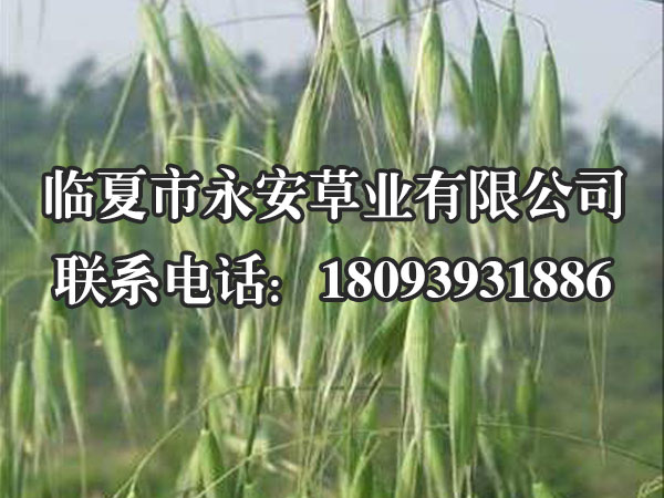 西藏燕麦草